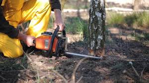 Best Root Management and Removal  in Benicia, CA