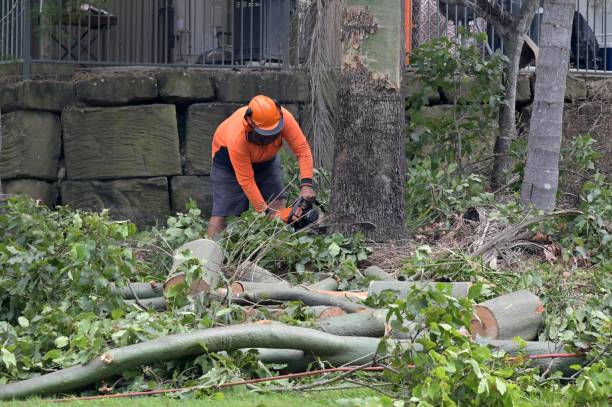 Best Commercial Tree Services  in Benicia, CA